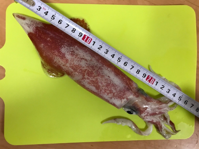 はぐれケンサキ