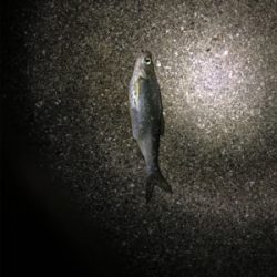 うなぎ釣りリベンジ