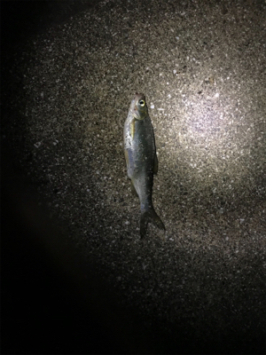 うなぎ釣りリベンジ