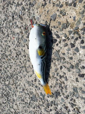 不気味な模様のフグちゃん