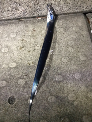 子供釣りタチウオ