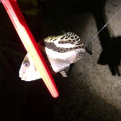 久々の南紀小物釣り