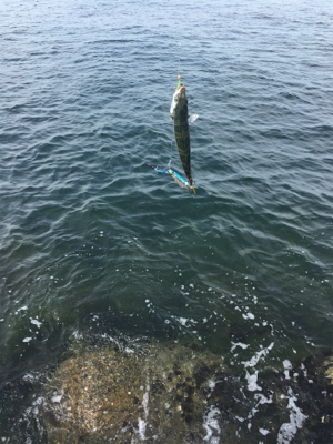 愛想無い………