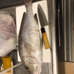 桂浜沖 エサ釣り釣果