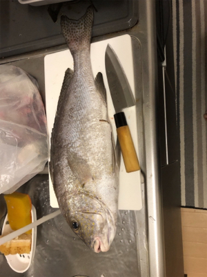 桂浜沖 エサ釣り釣果