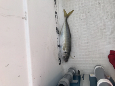 マイボート釣行