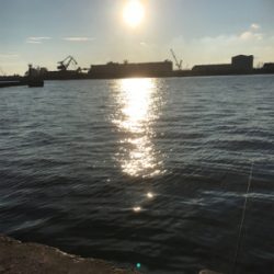 サヨリ釣り 夕方短時間