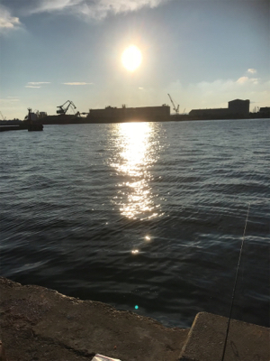 サヨリ釣り 夕方短時間