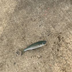 大磯港でサビキ釣り