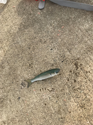 大磯港でサビキ釣り