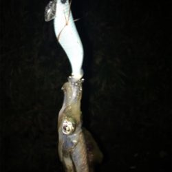 新子いてました!