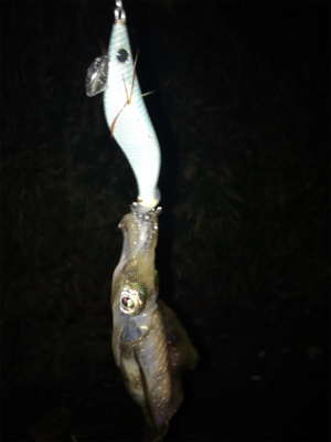 新子いてました!