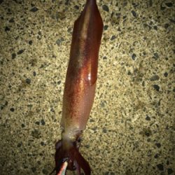 アオリ狙いなのに剣先ばっか