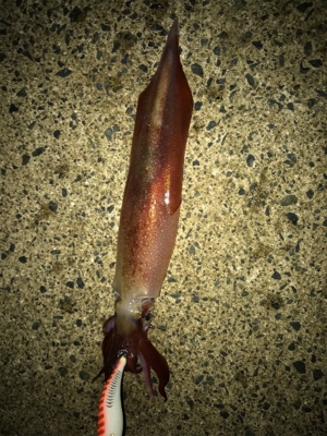 アオリ狙いなのに剣先ばっか