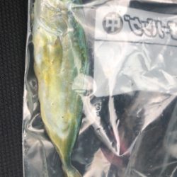 白木漁港湾内でアジング行ってきました！