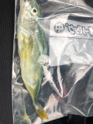 白木漁港湾内でアジング行ってきました！