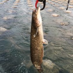 夕方からナマズゲーム