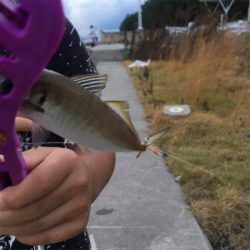 SLSJで夕まづめの豆アジ