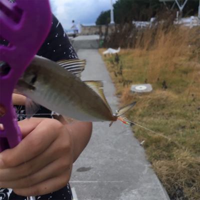 SLSJで夕まづめの豆アジ