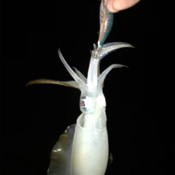 エギングええ感じ