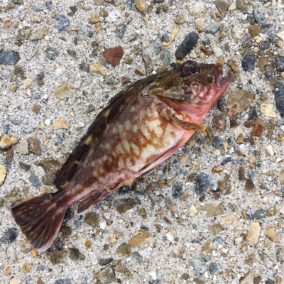 のんびり暇つぶし