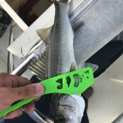 浜名湖ボートでマゴチ爆釣