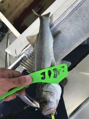 浜名湖ボートでマゴチ爆釣