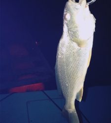 久々のライトゲーム