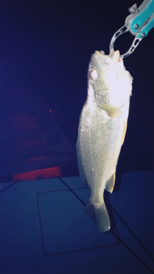 久々のライトゲーム