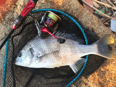 ブリームゲーム