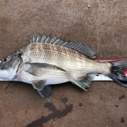 この時期珍しいヨンマル