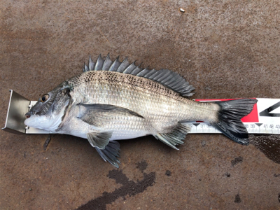 この時期珍しいヨンマル