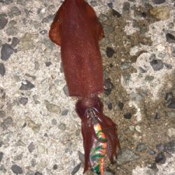 台風前エギング