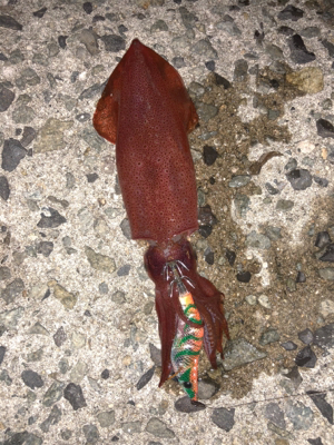 台風前エギング