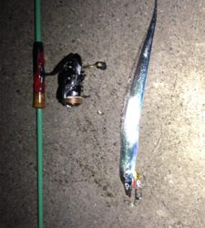 台風前の駆け込みタチウオ