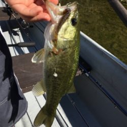 大幅減水の桜池