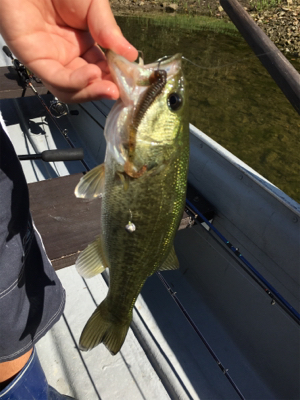 大幅減水の桜池
