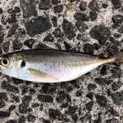 台風直前のサゴシ狙い(^^)♪