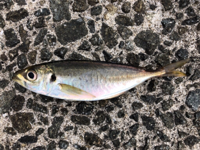 台風直前のサゴシ狙い(^^)♪