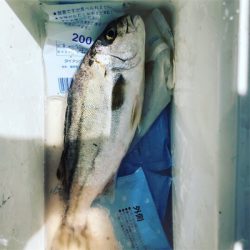 イサキが釣れました。