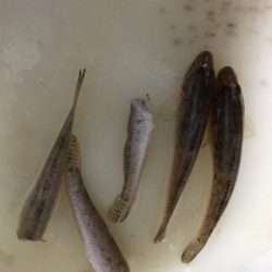 久しぶりの釣り堀