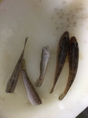 久しぶりの釣り堀