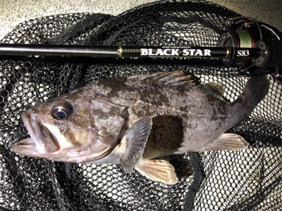 ナイトロからショアジギ