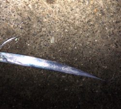 台風一過タチウオ