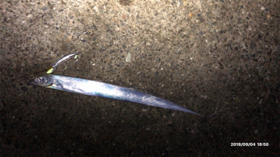 台風一過タチウオ