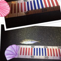 台風後の湾内調査