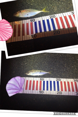 台風後の湾内調査