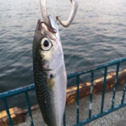 台風後アジング