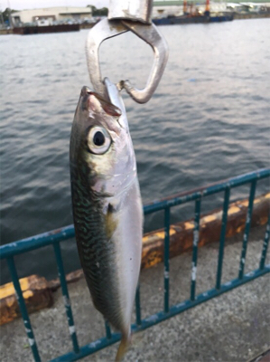 台風後アジング