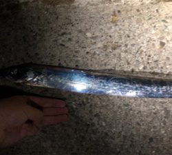 ワームでタチウオ